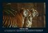 Tiger 2025 Fotokalender DIN A5 - Bild 7