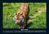 Tiger 2025 Fotokalender DIN A5 - Bild 8