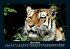 Tiger 2025 Fotokalender DIN A5 - Bild 9