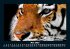 Tiger 2025 Fotokalender DIN A5 - Bild 10