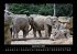 Der Elefantenkalender 2025 Fotokalender... - Bild 2