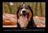 Der Hundekalender 2025 Fotokalender DIN... - Bild 11