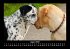 Der Hundekalender 2025 Fotokalender DIN... - Bild 13