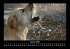 Der Hundekalender 2025 Fotokalender DIN... - Bild 6