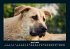Hundezauber 2025 Fotokalender DIN A4 - Bild 9