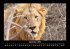 Löwen in der Wildnis 2025 Fotokalender... - Bild 2