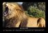 Löwen in der Wildnis 2025 Fotokalender... - Bild 4