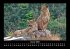 Löwen in der Wildnis 2025 Fotokalender... - Bild 6