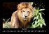 Löwen in der Wildnis 2025 Fotokalender... - Bild 10