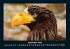 Adler 2025 Fotokalender DIN A4 - Bild 2