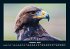 Adler 2025 Fotokalender DIN A4 - Bild 3