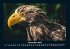 Adler 2025 Fotokalender DIN A4 - Bild 4