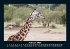 Welt der Tiere 2025 Fotokalender DIN A5 - Bild 7