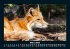 Welt der Tiere 2025 Fotokalender DIN A5 - Bild 8