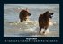 Hunde Kalender 2025 Fotokalender DIN A5 - Bild 13