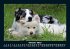 Hunde Kalender 2025 Fotokalender DIN A5 - Bild 3