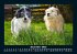 Hunde Kalender 2025 Fotokalender DIN A5 - Bild 5