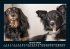 Hunde Kalender 2025 Fotokalender DIN A5 - Bild 6