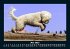 Hunde Kalender 2025 Fotokalender DIN A5 - Bild 10