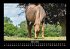 Pferdetraum 2025 Fotokalender DIN A3 - Bild 8