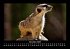 Welt der Tiere 2025 Fotokalender DIN A3 - Bild 5