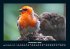 Vogelparadies 2025 Fotokalender DIN A4 - Bild 5