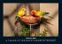 Vogelparadies 2025 Fotokalender DIN A4 - Bild 7