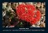 Blumenkalender 2025 Fotokalender DIN A4 - Bild 2