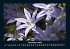 Blumenkalender 2025 Fotokalender DIN A4 - Bild 4