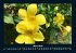 Blumenkalender 2025 Fotokalender DIN A4 - Bild 8