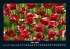 Blumenkalender 2025 Fotokalender DIN A4 - Bild 10