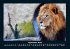 Löwen in der Wildnis 2025 Fotokalender... - Bild 2