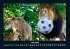 Löwen in der Wildnis 2025 Fotokalender... - Bild 12