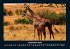 Giraffen 2025 Fotokalender DIN A4 - Bild 2