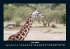 Giraffen 2025 Fotokalender DIN A4 - Bild 11