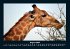 Giraffen 2025 Fotokalender DIN A4 - Bild 13