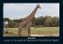 Giraffen 2025 Fotokalender DIN A4 - Bild 9