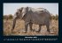 Elefanten - Die sanften Riesen Afrikas... - Bild 4