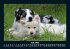 Hunde 2025 Fotokalender DIN A5 - Bild 12