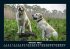 Hunde 2025 Fotokalender DIN A5 - Bild 3