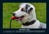 Hunde 2025 Fotokalender DIN A5 - Bild 4