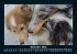 Hunde 2025 Fotokalender DIN A5 - Bild 5