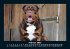 Hunde 2025 Fotokalender DIN A5 - Bild 7