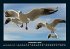 Vögel 2025 Fotokalender DIN A4 - Bild 5