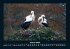 Vögel 2025 Fotokalender DIN A4 - Bild 6