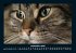 Für Katzenfreunde 2025 Fotokalender... - Bild 5