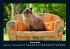 Für Katzenfreunde 2025 Fotokalender... - Bild 6