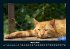 Für Katzenfreunde 2025 Fotokalender... - Bild 8