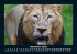 Welt der Tiere 2025 Fotokalender DIN A5 - Bild 2