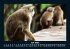 Welt der Tiere 2025 Fotokalender DIN A5 - Bild 12